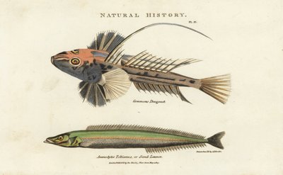 Gewöhnlicher Leierfisch, Callionymus lyra, und kleiner Sandaal oder Sandlanze, Ammodytes tobianus von Sydenham Teast Edwards