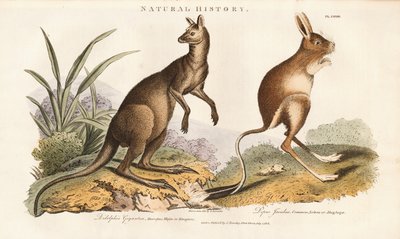 Östliches Graues Känguru und Springmaus von Sydenham Teast Edwards