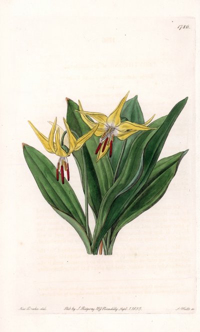 Erythrone hat große Blüten, heimisch in Nordamerika - Platte graviert von S. Watts, nach einer Illustration von Sarah Anne Drake (1803-1857), aus dem Botanical Register von Sydenham Edwards (1768-1819), England von Sydenham Teast Edwards
