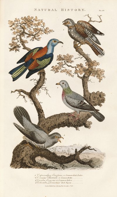 Europäische Vogelarten auf Bäumen von Sydenham Teast Edwards