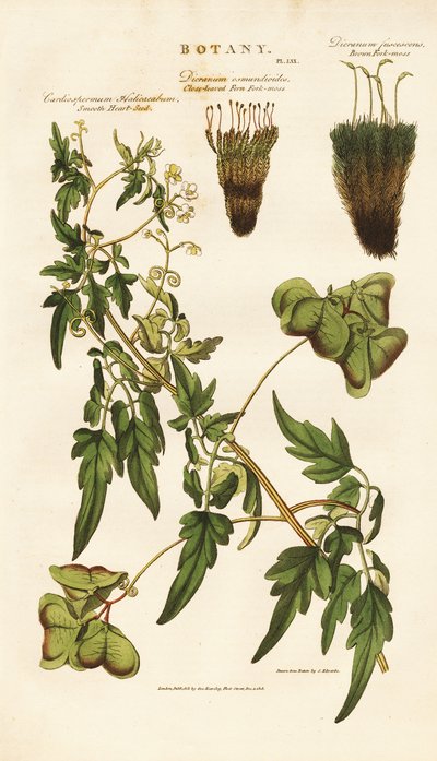 Herzsamengewächs und Moosarten von Sydenham Teast Edwards