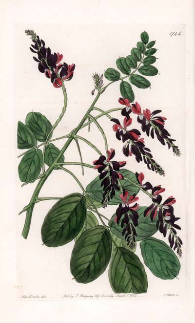 Indigofera Variete - Platte graviert von S. Watts, nach einer Illustration von Sarah Anne Drake (1803-1857), aus dem Botanical Register von Sydenham Edwards (1768-1819), England von Sydenham Teast Edwards