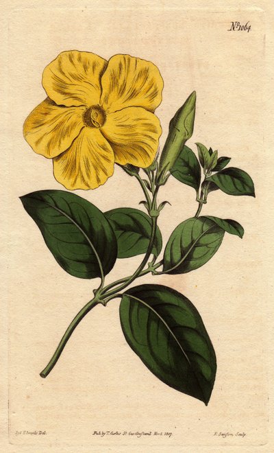 Große gelbe Savannenblume von Sydenham Teast Edwards