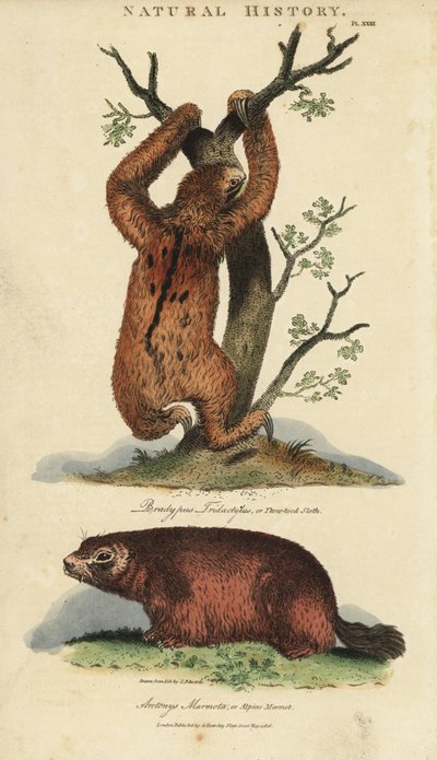 Fauler Dreizehenfaultier und Murmeltier von Sydenham Teast Edwards