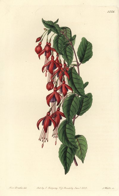 Magellan-Fuchsie von Sydenham Teast Edwards