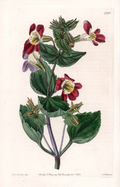 Mimule Variete, genannt Affenblume oder Moschusblume - Gravierte Tafel von S. Watts, nach einer Illustration von Sarah Anne Drake (1803-1857), aus dem Botanical Register von Sydenham Edwards (1768-1819), England von Sydenham Teast Edwards