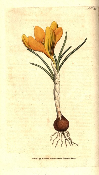 Frühlingskrokus, Crocus vernus von Sydenham Teast Edwards