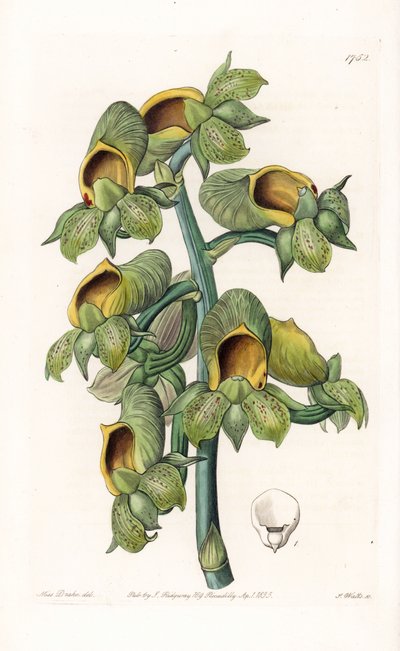 Orchidee: Casatetum-Varietät, aus dem Botanischen Register von Sydenham Edwards von Sydenham Teast Edwards