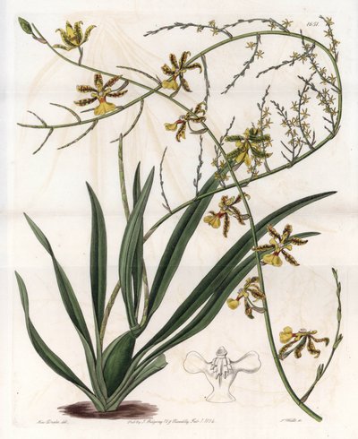 Orchidee: Oncidium Varietät, Westindische Epiphyte von Sydenham Teast Edwards