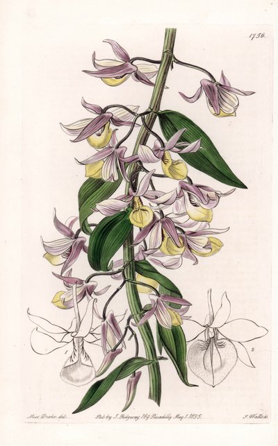 Orchidee: Varietät des Dendrobium, heimisch in Asien - Platte graviert von S. Watts, nach einer Illustration von Sarah Anne Drake (1803-1857), aus dem Botanical Register von Sydenham Edwards (1768-1819), England von Sydenham Teast Edwards
