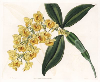 Orchidee: Varietät des Dendrobium von Sydenham Teast Edwards