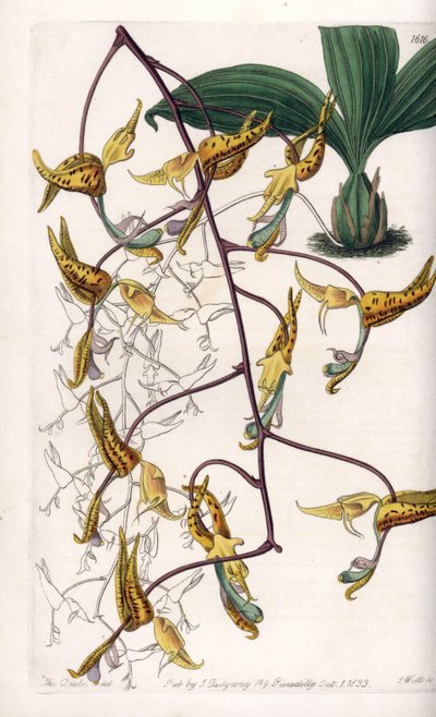 Gongora-Orchidee von Sydenham Teast Edwards