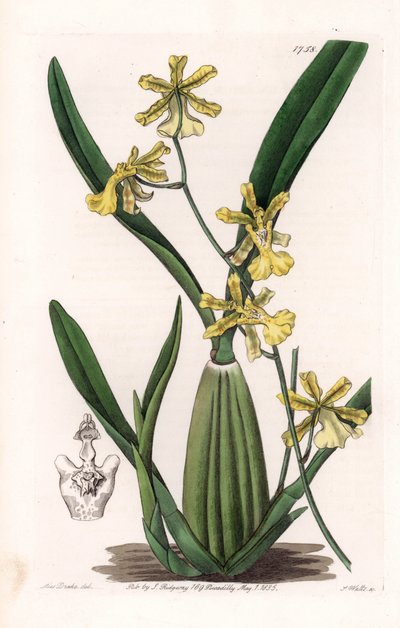 Orchidee, Varietät des Oncydium, heimisch in Südamerika - Platte graviert von S. Watts, nach einer Illustration von Sarah Anne Drake (1803-1857), aus dem Botanical Register von Sydenham Edwards (1768-1819), England von Sydenham Teast Edwards