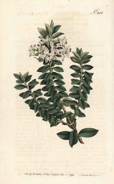 Ouessant-Myrte oder elliptische Veronica - Kreuzblättriger Ehrenpreis, Veronica decussata. Handkolorierter Kupferstich von Sansom nach einer Illustration von Sydenham Edwards aus William Curtis