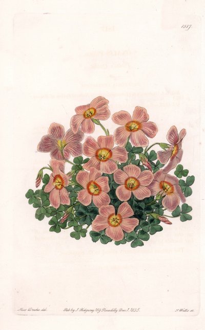 Oxalis Variete - Platte graviert von S. Watts, nach einer Illustration von Sarah Anne Drake (1803-1857), aus dem Botanischen Register von Sydenham Edwards (1768-1819), England von Sydenham Teast Edwards