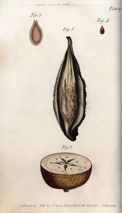 Fruchtkapsel des Papageiengrases und Abschnitt der Frucht des Hausapfelbaums von Sydenham Teast Edwards