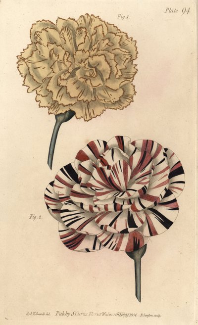 Picotee-Nelke und scharlachrote Bizard-Nelke von Sydenham Teast Edwards
