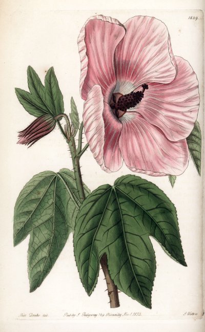 Rosa Hibiskus von Sydenham Teast Edwards