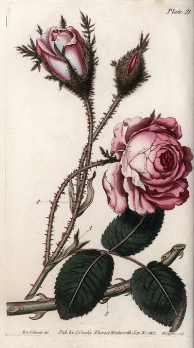 Rose, Rosenblüte mit hundert Blättern. Farbiger Kupferstich, Illustration von Sydenham Edwards (1768-1819) für Konferenzen der Botanik, Botanischer Garten von Lambeth (England) von Sydenham Teast Edwards
