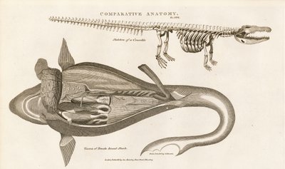 Hai-Anatomie und Krokodilskelett von Sydenham Teast Edwards