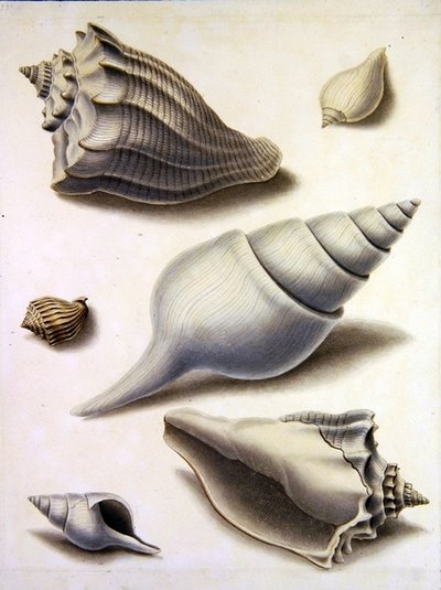 Muscheln und Meeresflora von Sydenham Teast Edwards