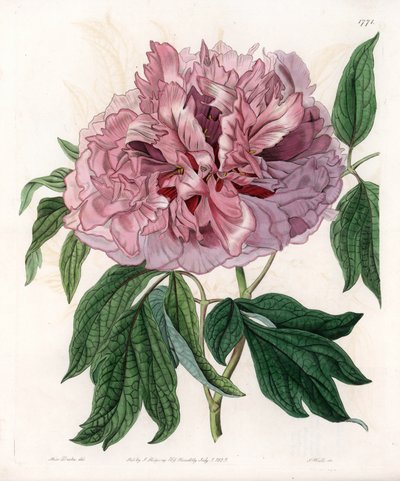 Strauchpfingstrose oder Schafspfingstrose - Gravierte Tafel von S. Watts, nach einer Illustration von Sarah Anne Drake (1803-1857), aus dem Botanischen Register von Sydenham Edwards (1768-1819), England von Sydenham Teast Edwards