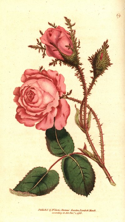 Funkelnde Rose, Rosa centifolia f. muscosa von Sydenham Teast Edwards