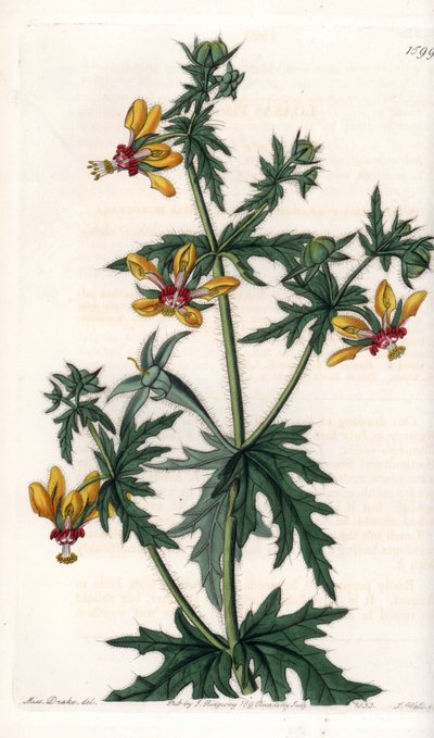 Würziger Mohn von Sydenham Teast Edwards