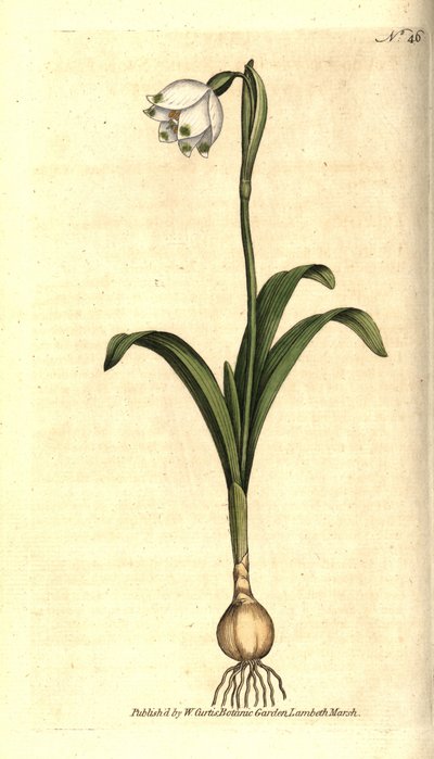 Frühlingsknotenblume, Leucojum vernum von Sydenham Teast Edwards