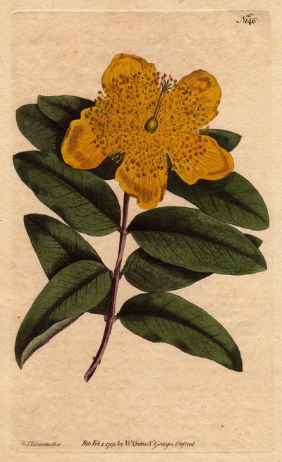 Johanniskraut mit breiten gelben Blüten von Sydenham Teast Edwards