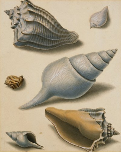 Studien von Muscheln und Meeresflora von Sydenham Teast Edwards