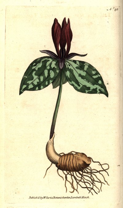 Krötenschatten oder sitzendes Trillium, Trillium sessile von Sydenham Teast Edwards