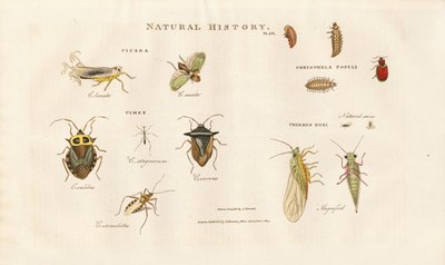 Verschiedene Insektenarten aus den Familien der Zikaden und Wanzen von Sydenham Teast Edwards