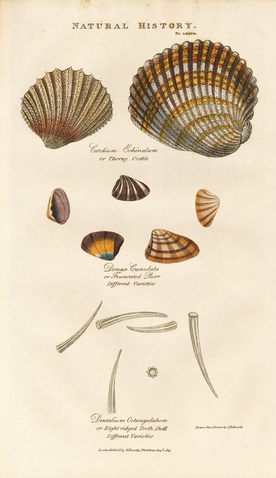 Verschiedene Muschelarten von Sydenham Teast Edwards
