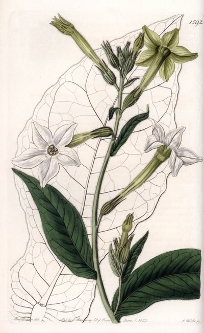 Flügeltabak oder Ziertabak (Stich von S. Watts, Illustration von Sarah Anne Drake) von Sydenham Teast Edwards