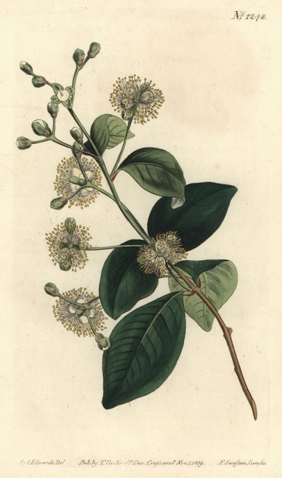 Holz-Pele von Sydenham Teast Edwards