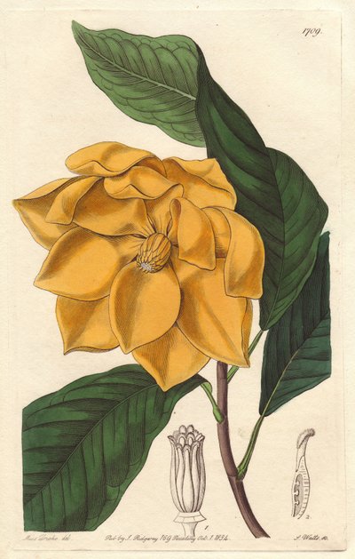 Gelbblühende Magnolie, heimisch in Java (Indonesien) - Starkes Wasser von S. Watts nach einer Illustration von Sarah Anne Drake (1803-1857), aus dem Botanical Register von Sydenham Teast Edwards