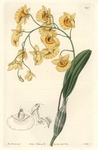 Gelbe Dendrobium-Orchidee, heimisch in Indien von Sydenham Teast Edwards