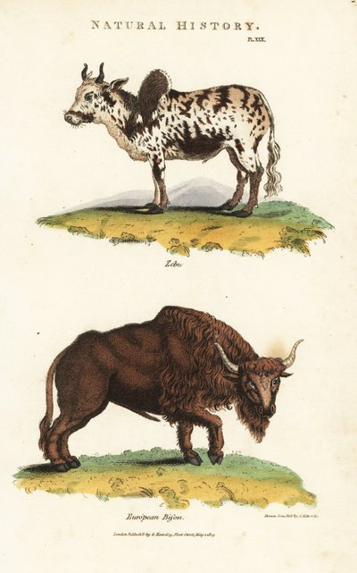 Zebu und Bison von Sydenham Teast Edwards