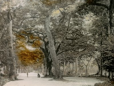 Jahrhundertealte Bäume im Shimogamo-Park, Kyoto, um 1900 - 1915 von Teijiro Takagi