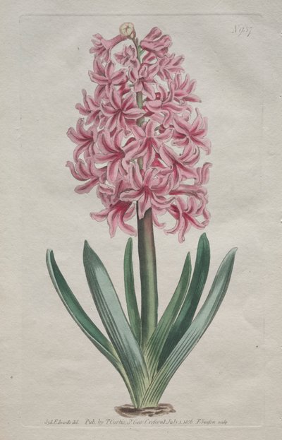 Das Botanische Magazin oder Der Blumengarten: Gartenhyazinthe (1806) von Thomas Curtis