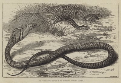 Die Schlangenfressende Schlange in den Gärten der Zoologischen Gesellschaft von Thomas W. Wood