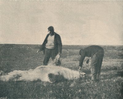 Ein toter Bär auf der Rentierinsel, 21. August 1893, 1893-1897 von Unbekannt