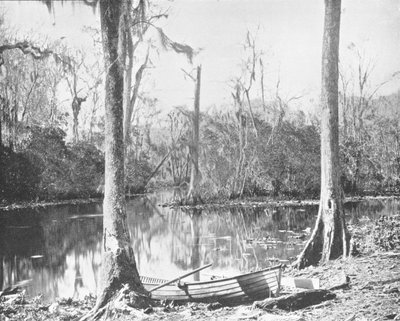 Ein Zufluss des St. Johns River, Florida, USA, ca. 1900 von Unbekannt