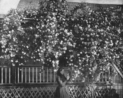 Ein mit Rosen geschmücktes Heim, Südkalifornien, USA, ca. 1900 von Unbekannt