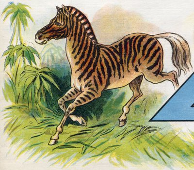 Ein Zebra von Unbekannt
