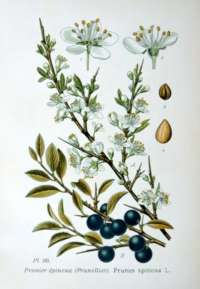Schlehdorn, 1893 von Unbekannt