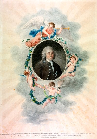 Carl von Linné, schwedischer Naturforscher und Arzt, 1807 von Unbekannt