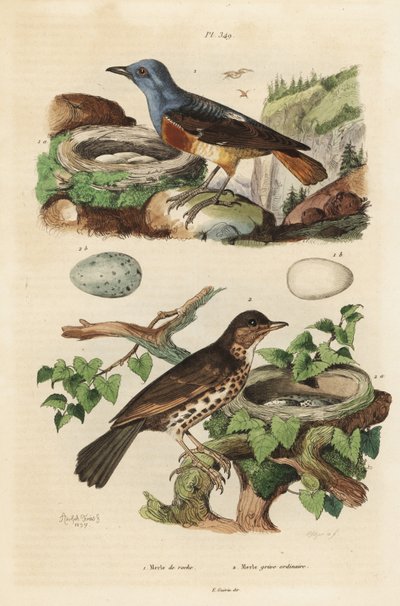 Gemeiner Steinrötel mit Nest und Eiern, Monticola saxatilis, und Singdrossel mit Nest und Eiern, Turdus philomelos von Unbekannt