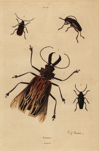 Dorysthenes paradoxus 1, Macrodontia cervicornis, gefährdet 2, Elateropsis lineatus 3 und Prionus versicolor 4 von Unbekannt